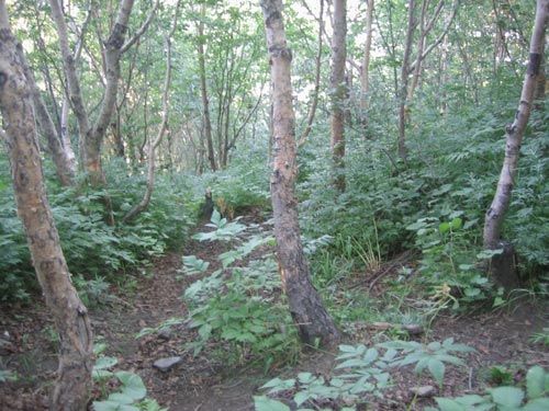камчатский лес